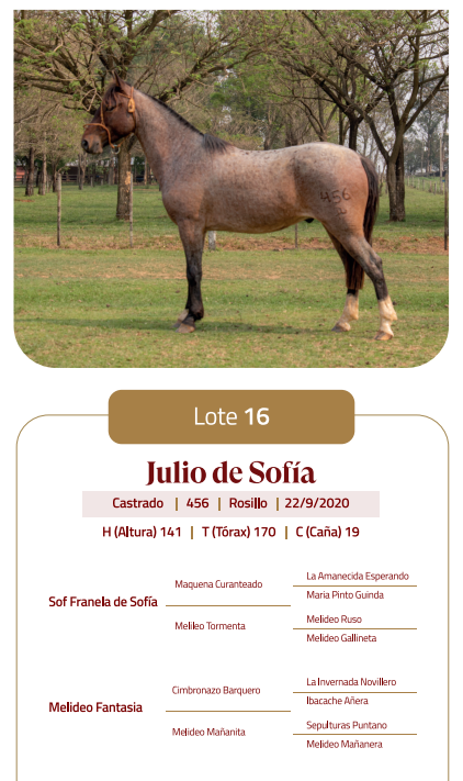 Lote LOTE 16