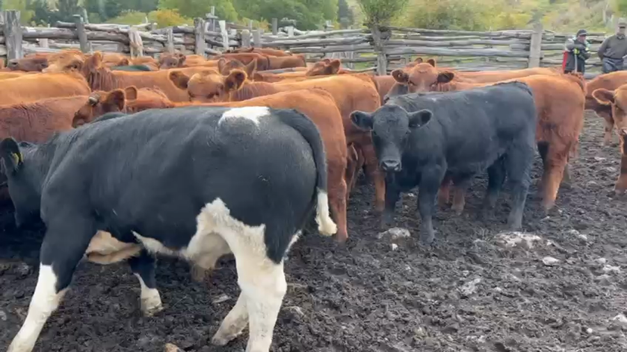 Lote 60 Ternero en Coyhaique, XI Región Aysén