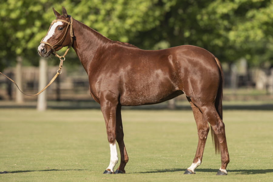 Lote U. MEDIANERA - T/E (DOLFINA EL MESSI - DOLFINA FRONTIER)