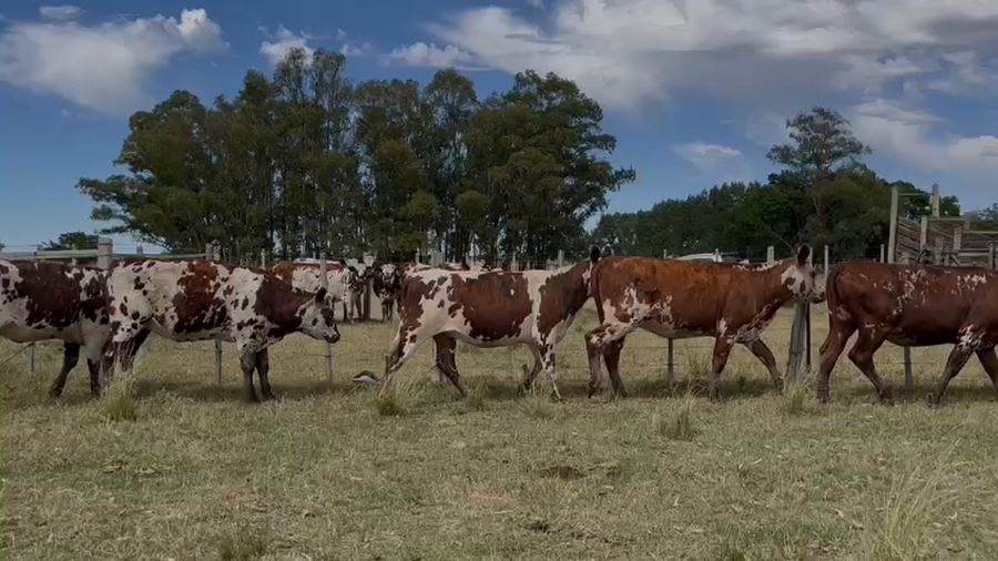 Lote Vaquillonas Entoradas