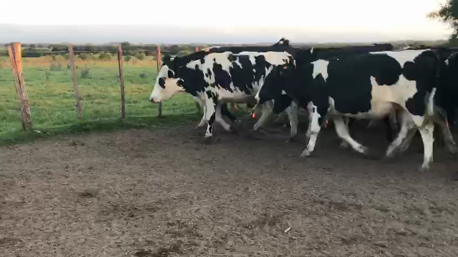 Lote 26 Novillos Holando a remate en Pantalla Camy en Rincon de la Torre