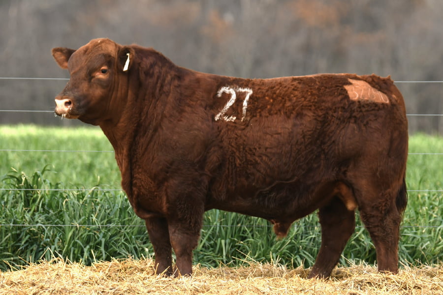 Lote TORO ANGUS PC