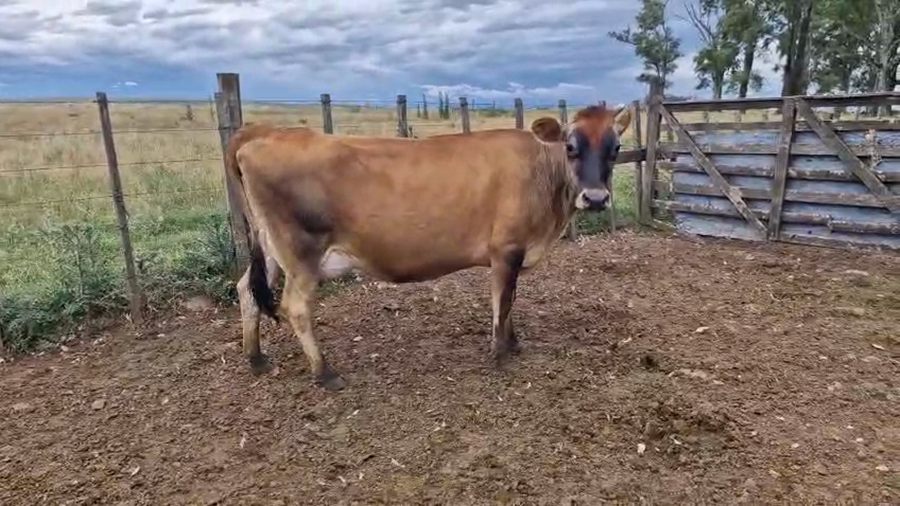Lote Vaca a remate en Ultima pantalla del año - Escritorio Camy 400kg - , San José