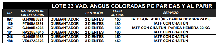 Lote VAQUILLONAS ANGUS PC PARICION AGO/SEP/OCT