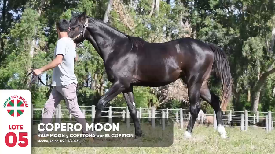 Lote COPERO MOON