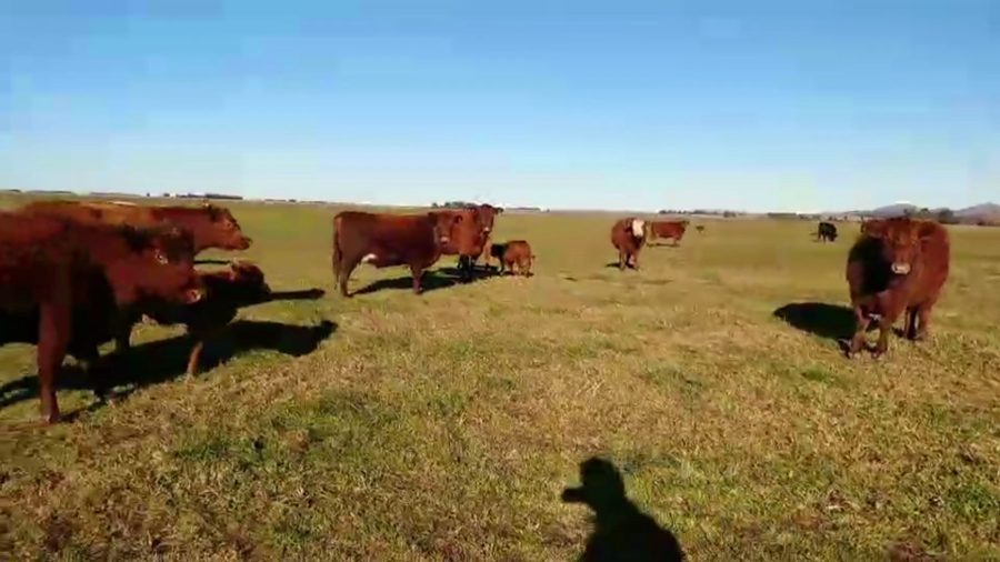 Lote 70 TERN. MACHOS Y HEMBRAS A TÉRMINO, BALCARCE, BS. AS.