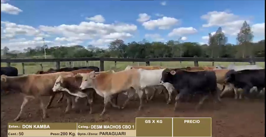 Lote 22º Entre Martillos - Lote 2