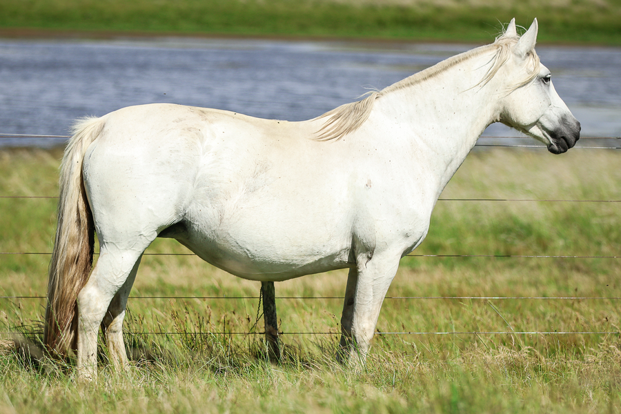 Lote CATANDUVA TULIPA