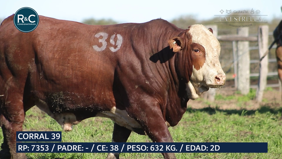 Lote Toro Braford