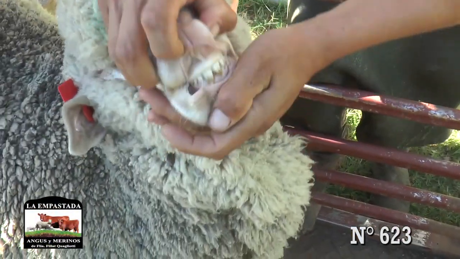 Lote CARNEROS MERINO AUSTRALIANO