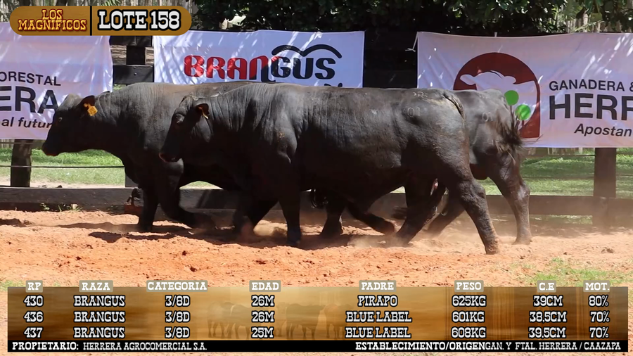 Lote LOTE 158 - VIVO
