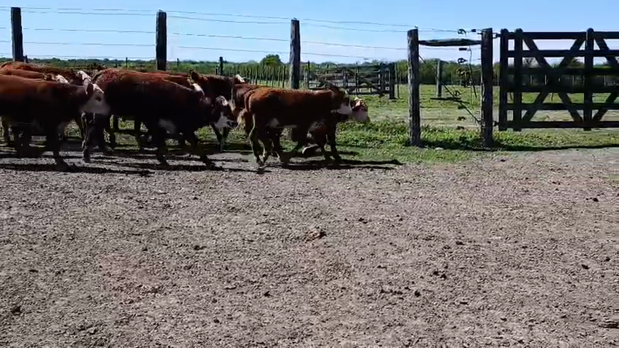 Lote 20 Terneros/as