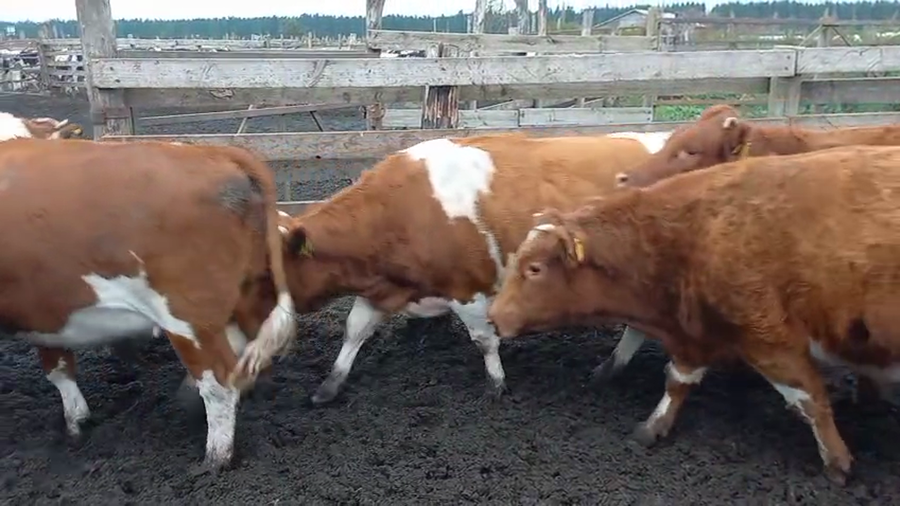 Lote 20 Vaquilla Gorda en Cabrero, VIII Región Biobío