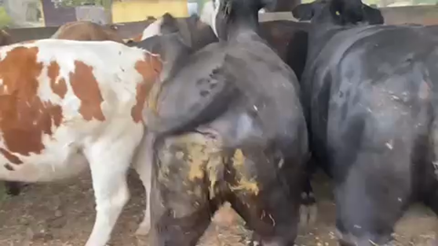 Lote 26 Vaquilla Gorda en Puerto Octay, X Región Los Lagos