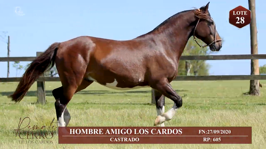 Lote HOMBRE AMIGO DE LOS CARDOS