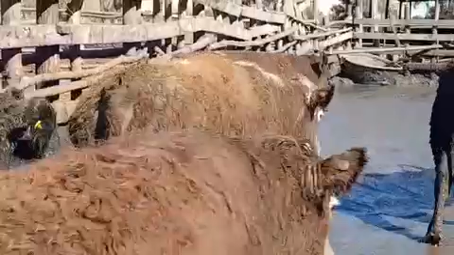 Lote 45 Novillo Gordo en Linares, VII  Región Maule