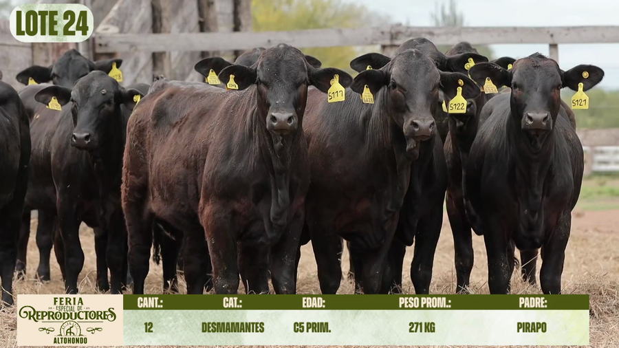 Lote LOTE 24