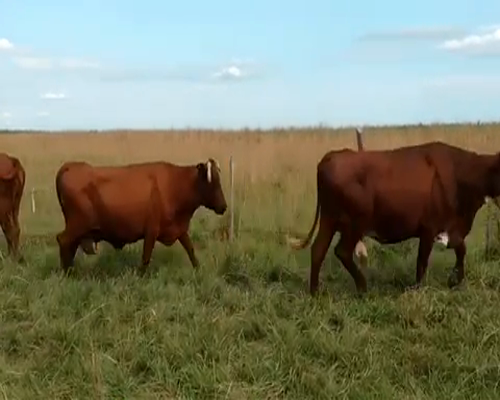 Lote 50 Vacas de invernar en Esquina, Corrientes