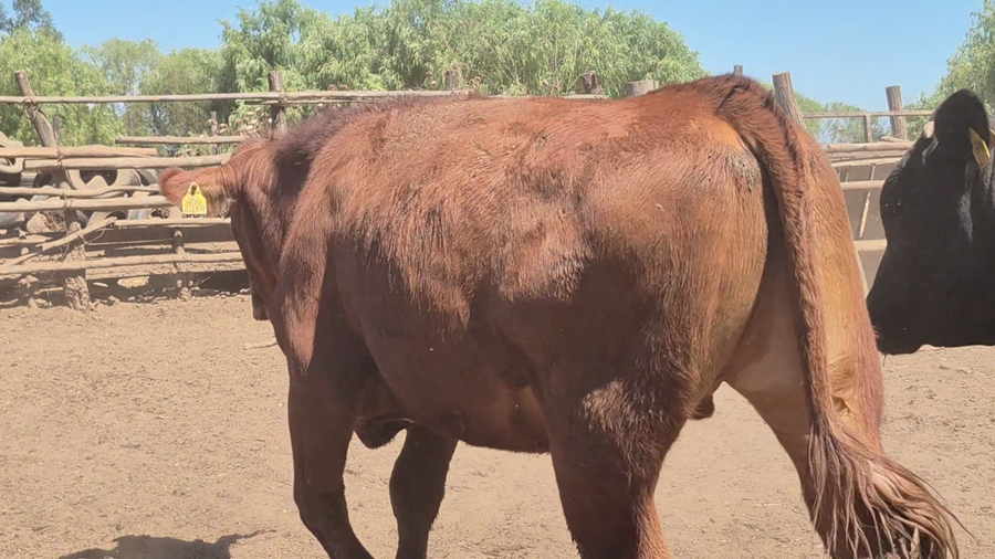 Lote 45 Novillo Gordo en San Rafael, VII  Región Maule