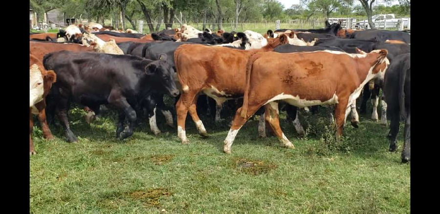 Lote 60 Novillitos y vaquillonas en Entre Ríos, Villaguay