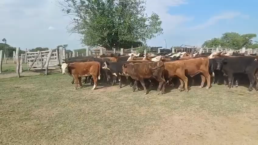 Lote 110 Terneros/as