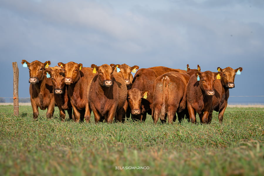 Lote VACAS ANGUS COLORADAS PC C/GTÍA DE PREÑEZ