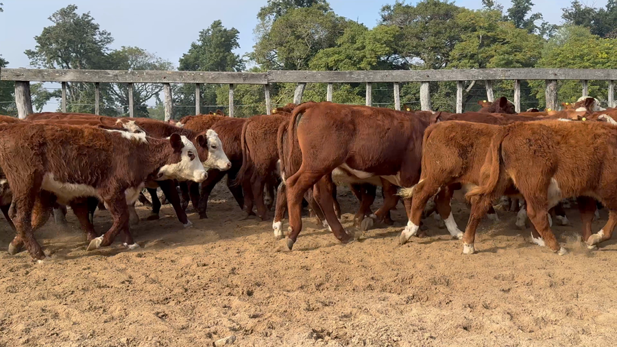 Lote 108 Terneros en Corrientes, Lavalle