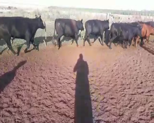 Lote 94 Vacas C/ gtia de preñez nuevas en DOLORES, Buenos Aires