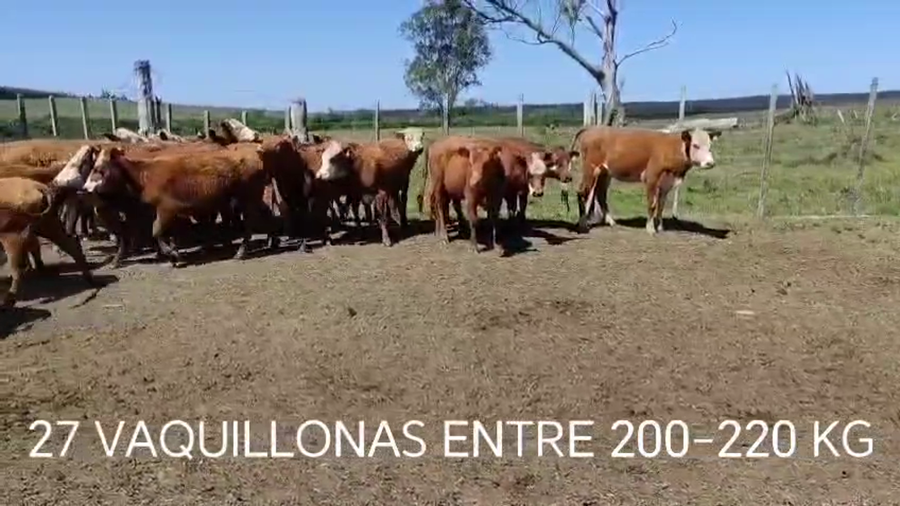 Lote 27 Vaquillonas  a remate en Feria y Pantalla - Ricardo Isasa, Cerro Largo