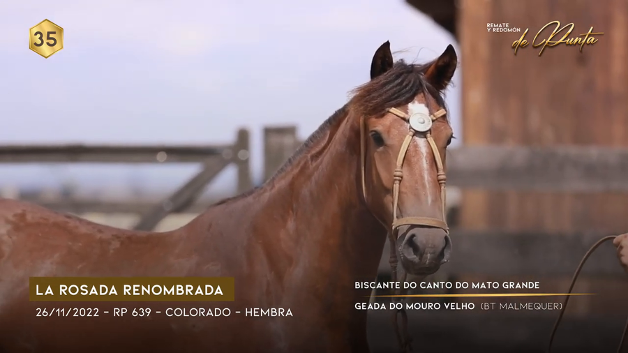 Lote LA ROSADA RENOMBRADA