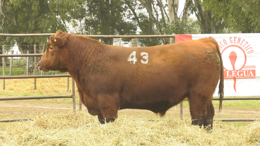 Lote TOROS ANGUS COLORADOS  PC