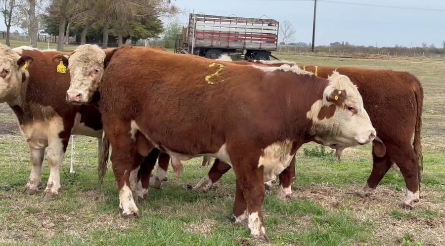 Lote CABAÑA MAIVAREPA
