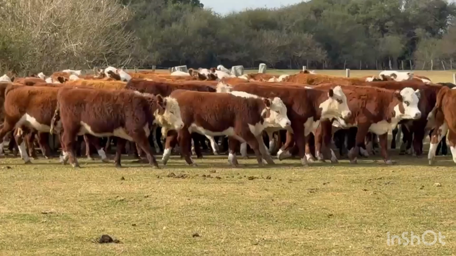 Lote 100 Terneras