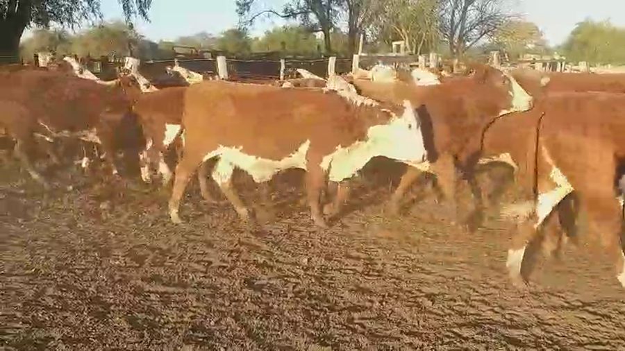 Lote 40 Vaquillonas preñadas en Villaguay, Entre Ríos