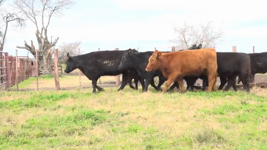 Lote Vaquillas El Talar Tres Molinos