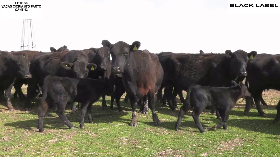 Lote VACAS CON CRIA BLACK LABEL