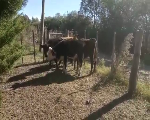 Lote 4 Terneros HOLANDO Y CRUZAS 180kg - , San José