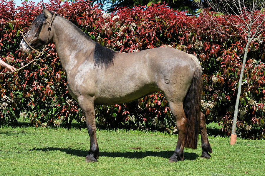 Lote PITAGUA LA MARIPOSA