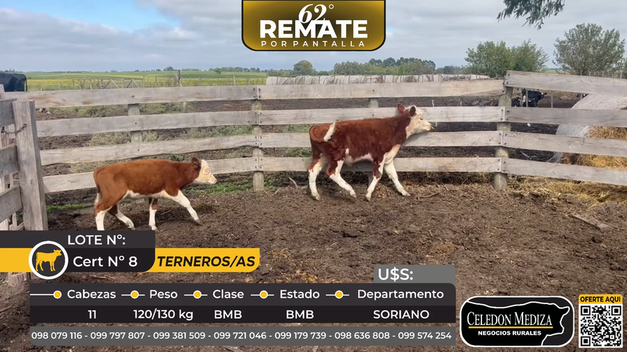 Lote 11 Terneros y Terneras en Ruta 12 a 8 km de Nueva Palmira, Colonia
