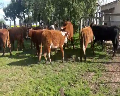 Lote 17 Novillos HEREFORD Y ANGUS a remate en Pantalla Aniversario 190kg - , San José