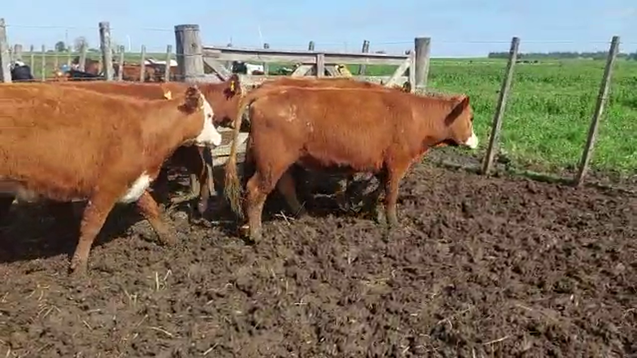 Lote 10 Vaquillonas 1 a 2 años a remate en PANTALLA CAMY - SAN JOSE  1500 VACUNOS 330kg - , San José