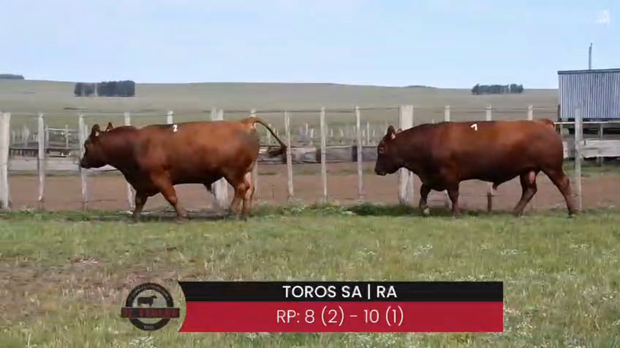 Lote TOROS