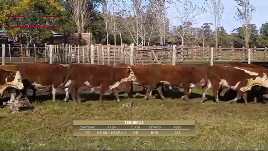 Lote 70 Terneros HE 66 y HExRA 4 a remate en 6º Expo Nacional Hereford 223kg -  en Arbolito