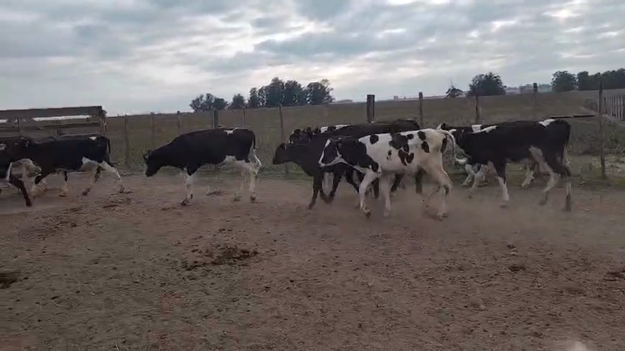 Lote 12 Terneros, San José