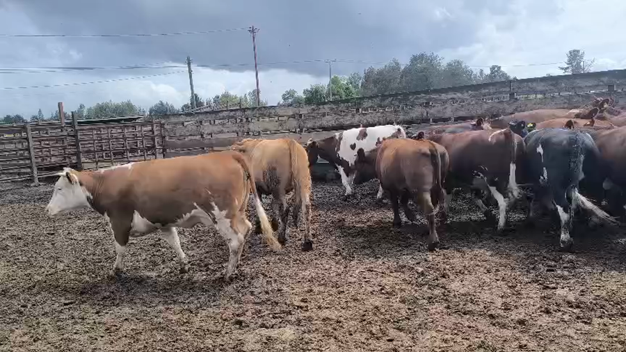 Lote 22 Vaquilla Gorda en Los Ángeles, VIII Región Biobío