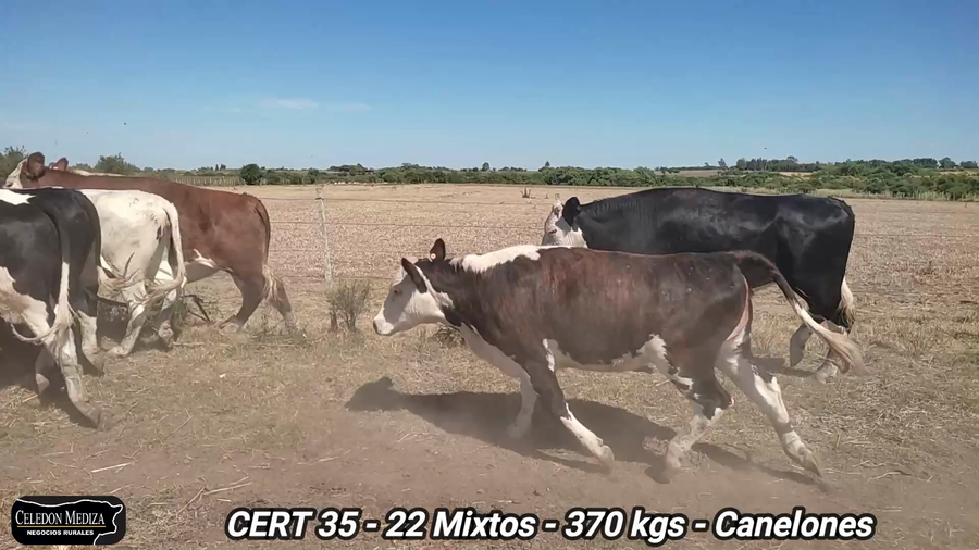 Lote 11 Terneros y Terneras en Canelones