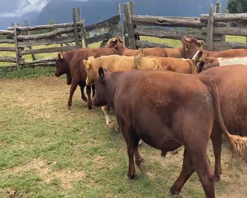 Lote 46 Novillo Engorda en Aysén, XI Región Aysén