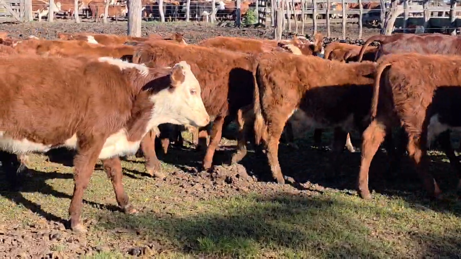 Lote 145 Terneros en Corrientes, Goya