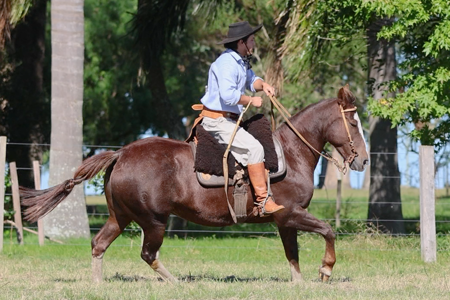 Lote CATANDUVA SINHA