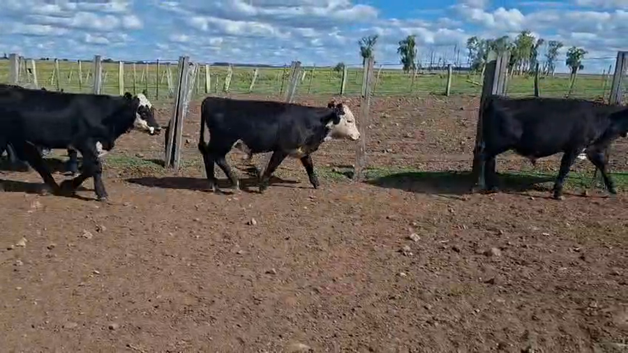 Lote TERNEROS